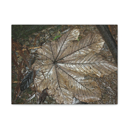 Canvas Gallery Wraps - A Yagrumo and other leaves decomposing in Tradewinds trail before Maria - 2013 - old pal region - Green Forest Home
