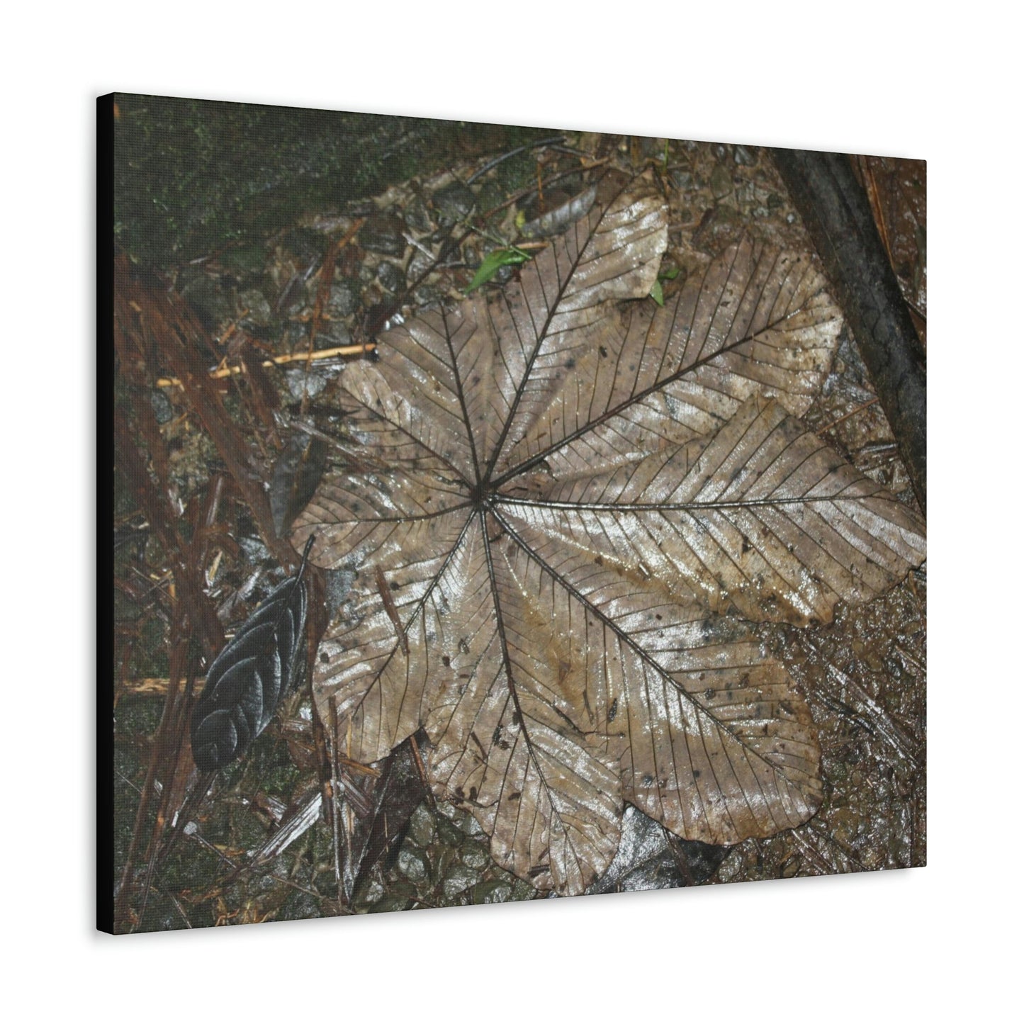 Canvas Gallery Wraps - A Yagrumo and other leaves decomposing in Tradewinds trail before Maria - 2013 - old pal region - Green Forest Home