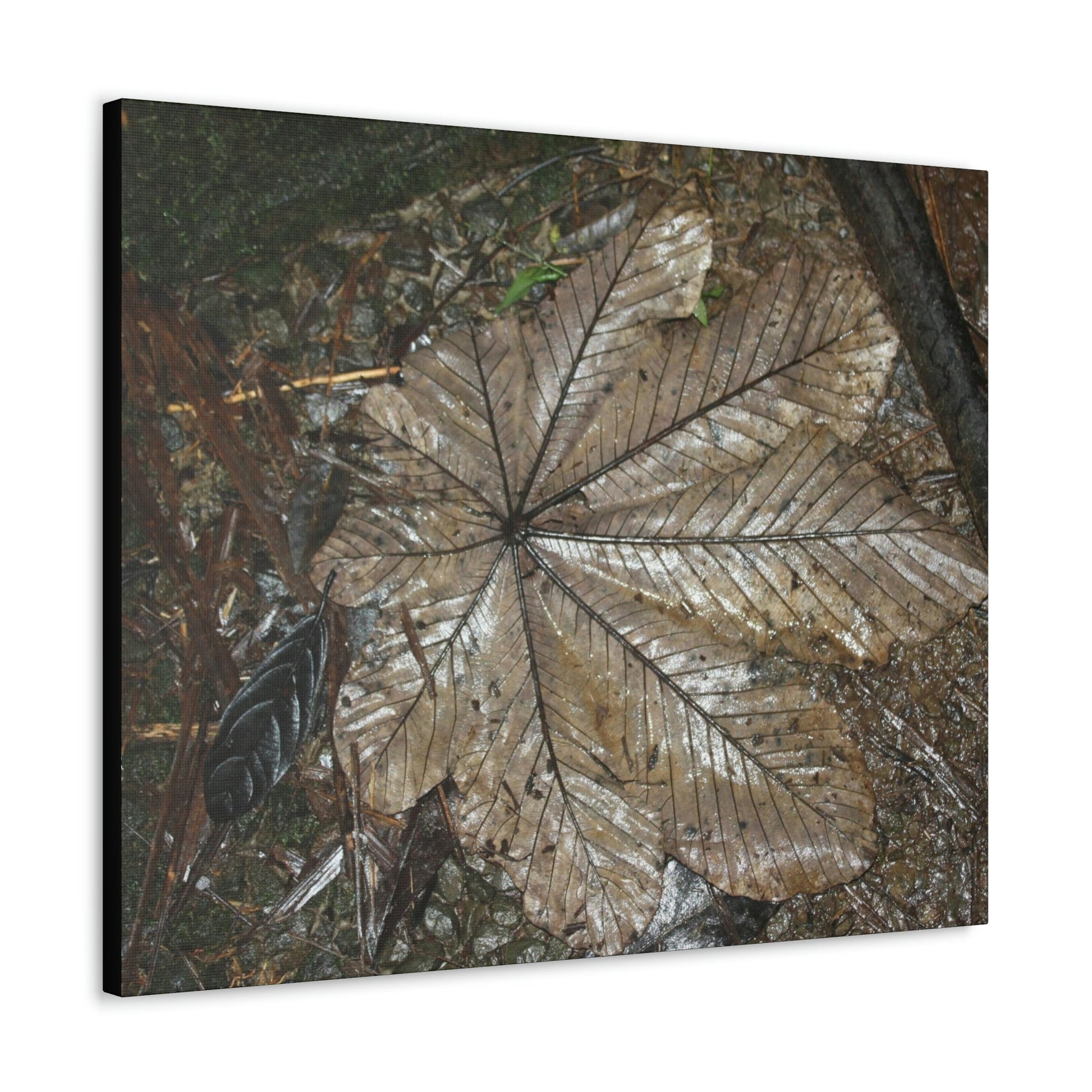 Canvas Gallery Wraps - A Yagrumo and other leaves decomposing in Tradewinds trail before Maria - 2013 - old pal region - Green Forest Home
