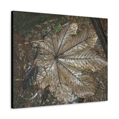 Canvas Gallery Wraps - A Yagrumo and other leaves decomposing in Tradewinds trail before Maria - 2013 - old pal region - Green Forest Home