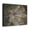 Canvas Gallery Wraps - A Yagrumo and other leaves decomposing in Tradewinds trail before Maria - 2013 - old pal region - Green Forest Home