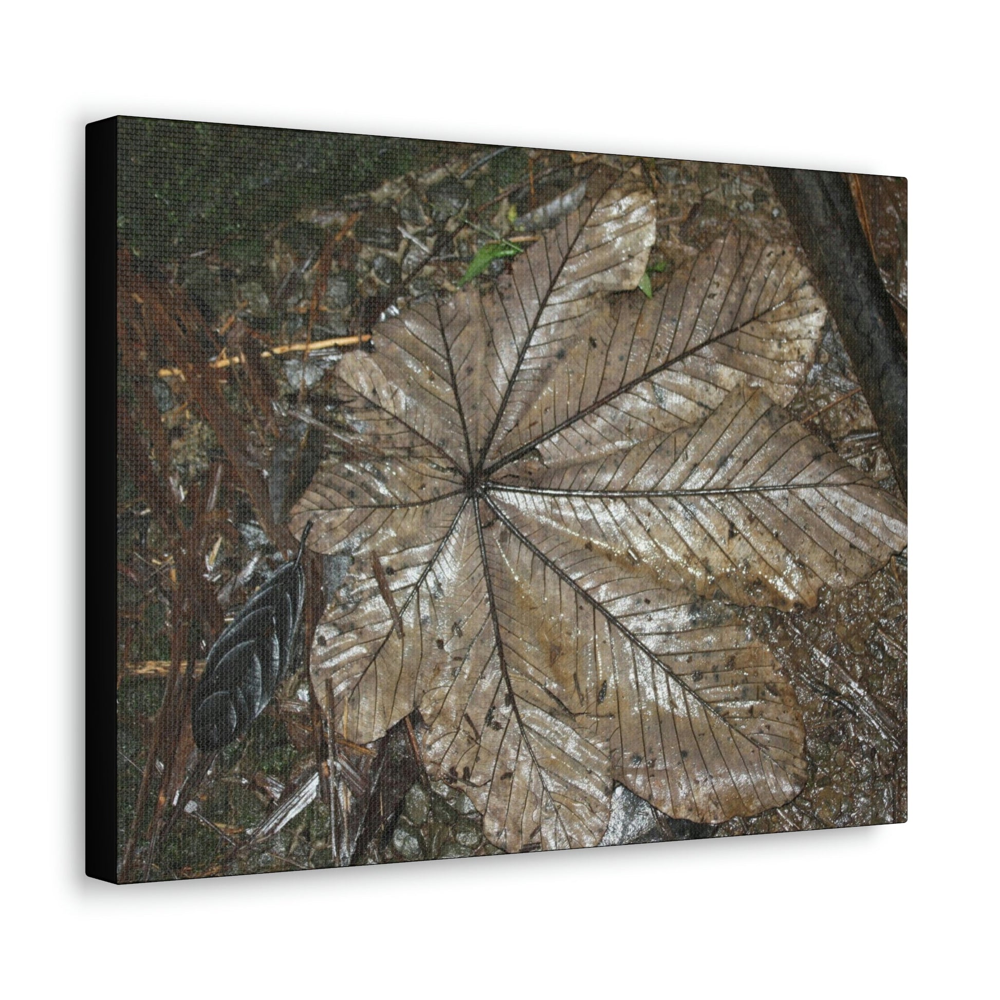 Canvas Gallery Wraps - A Yagrumo and other leaves decomposing in Tradewinds trail before Maria - 2013 - old pal region - Green Forest Home