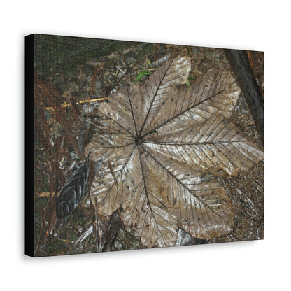 Canvas Gallery Wraps - A Yagrumo and other leaves decomposing in Tradewinds trail before Maria - 2013 - old pal region - Green Forest Home