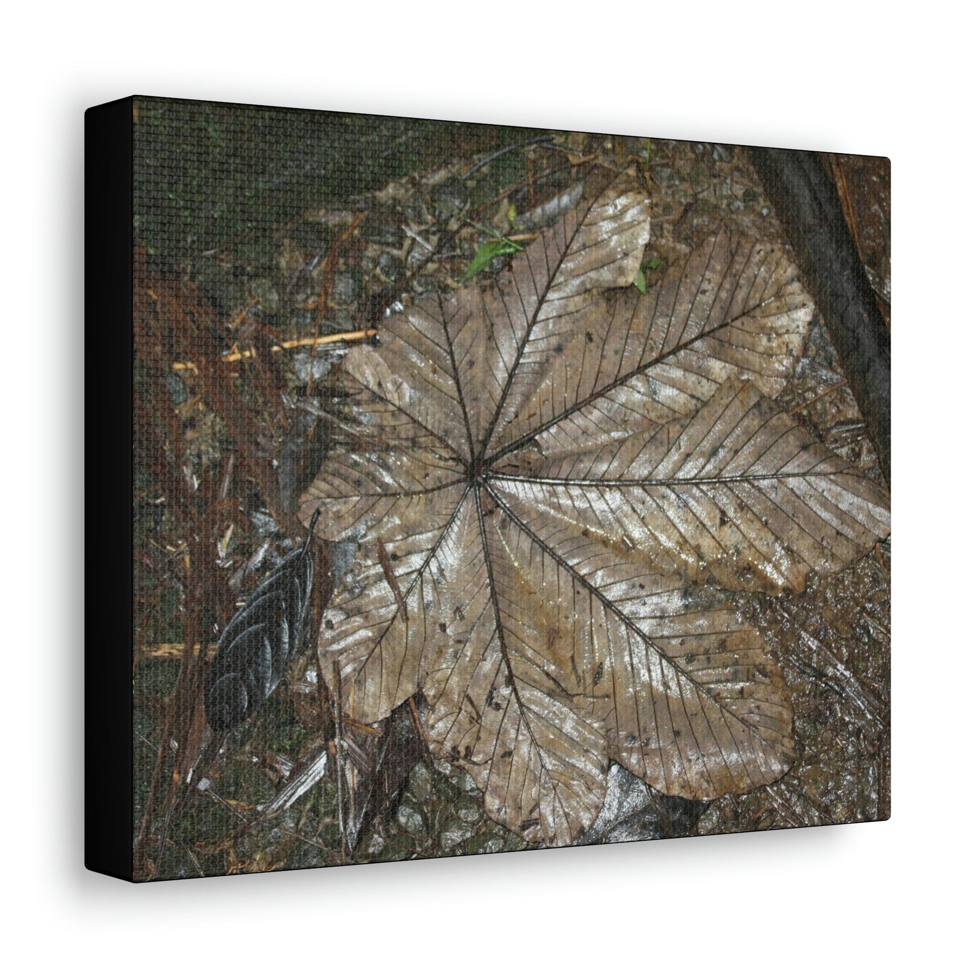 Canvas Gallery Wraps - A Yagrumo and other leaves decomposing in Tradewinds trail before Maria - 2013 - old pal region - Green Forest Home
