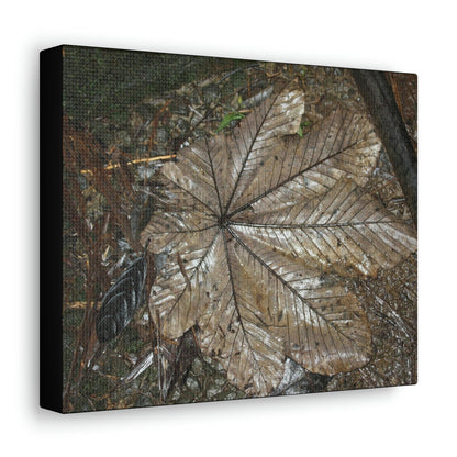 Canvas Gallery Wraps - A Yagrumo and other leaves decomposing in Tradewinds trail before Maria - 2013 - old pal region - Green Forest Home
