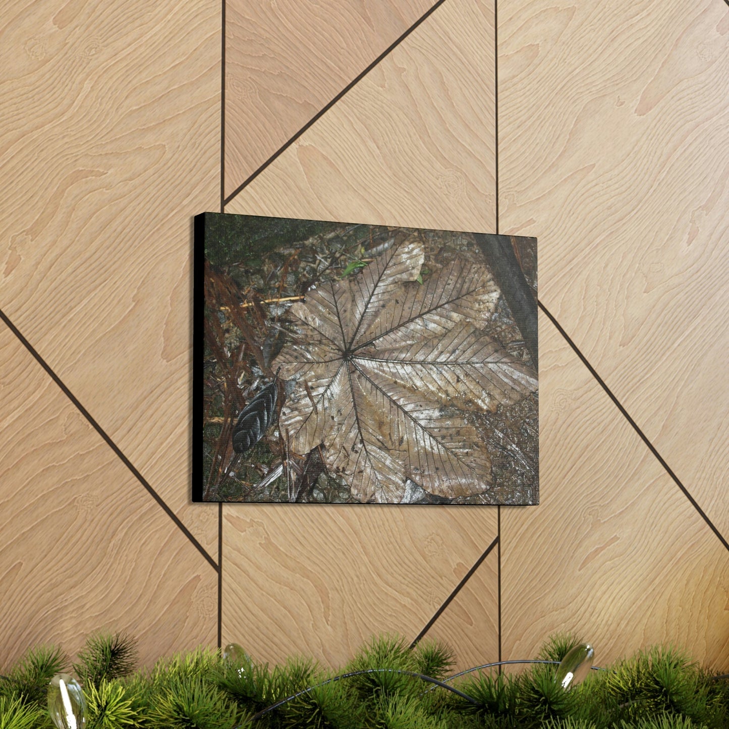 Canvas Gallery Wraps - A Yagrumo and other leaves decomposing in Tradewinds trail before Maria - 2013 - old pal region - Green Forest Home