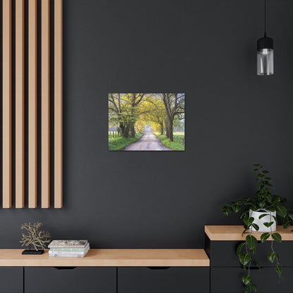 Canvas Gallery Wraps - Cades Cove in spring - the top of the world here - in Smoky Mountain National Park in Summer in Mountain National Park (SMNP) USA - Green Forest Home