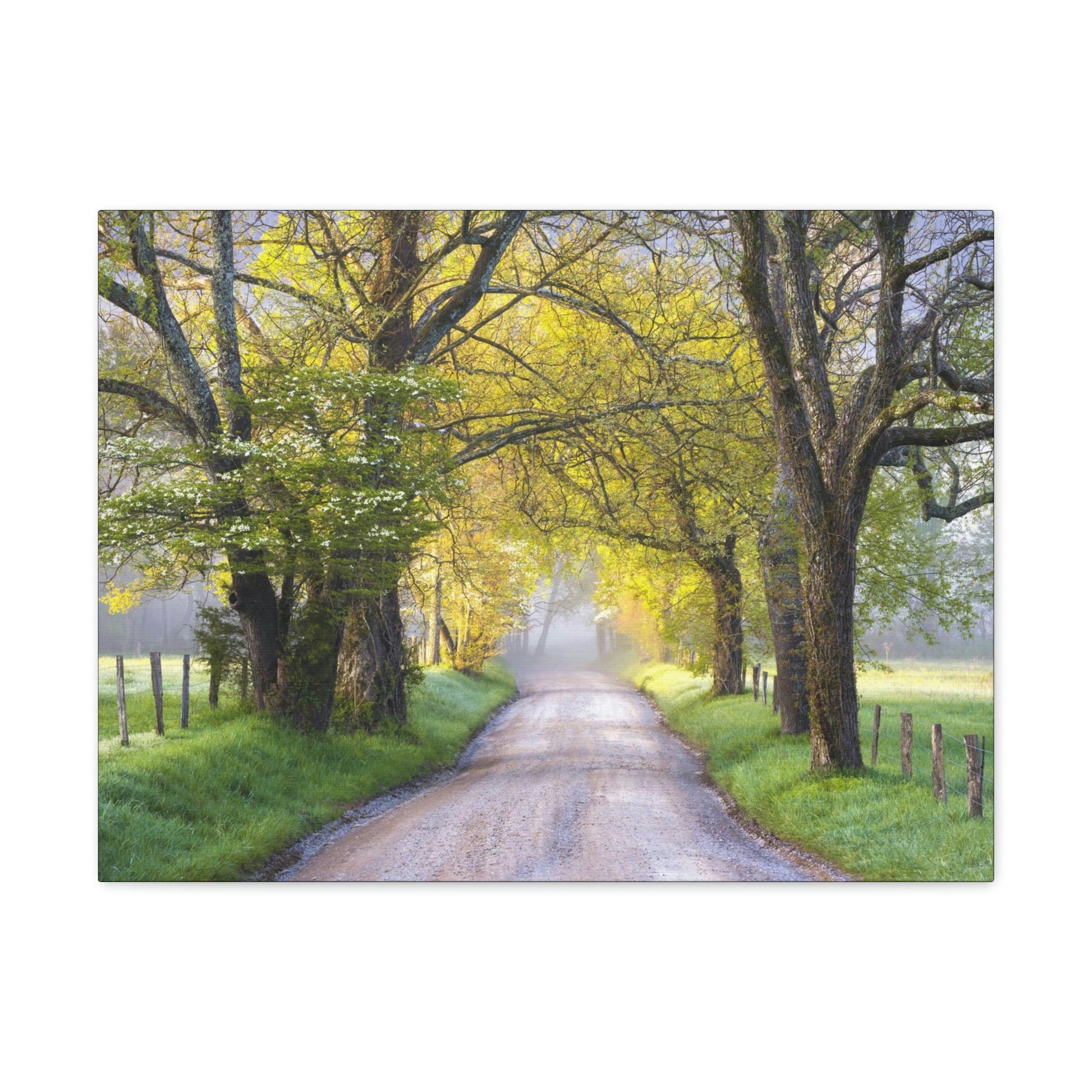 Canvas Gallery Wraps - Cades Cove in spring - the top of the world here - in Smoky Mountain National Park in Summer in Mountain National Park (SMNP) USA - Green Forest Home