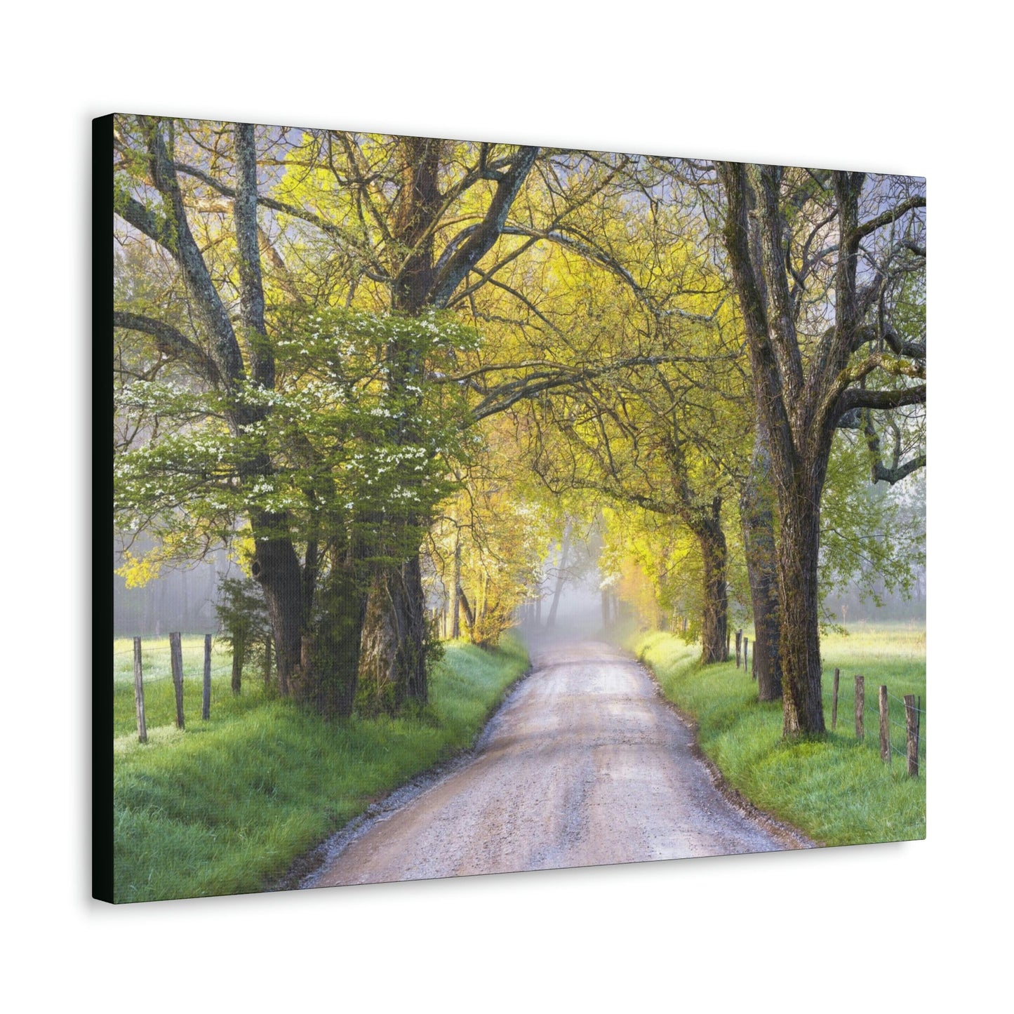 Canvas Gallery Wraps - Cades Cove in spring - the top of the world here - in Smoky Mountain National Park in Summer in Mountain National Park (SMNP) USA - Green Forest Home