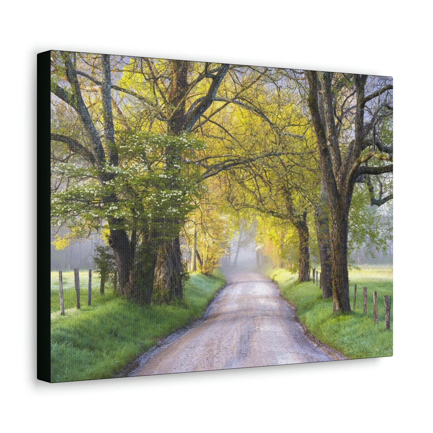 Canvas Gallery Wraps - Cades Cove in spring - the top of the world here - in Smoky Mountain National Park in Summer in Mountain National Park (SMNP) USA - Green Forest Home