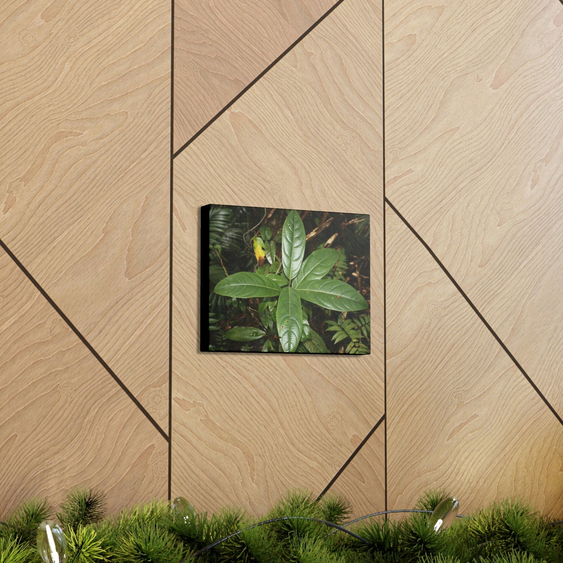 Canvas Gallery Wraps - Forest undergrowth in Tradewinds trail before Maria - when the canopy shaded the ground - 2013 - old pal region - Green Forest Home