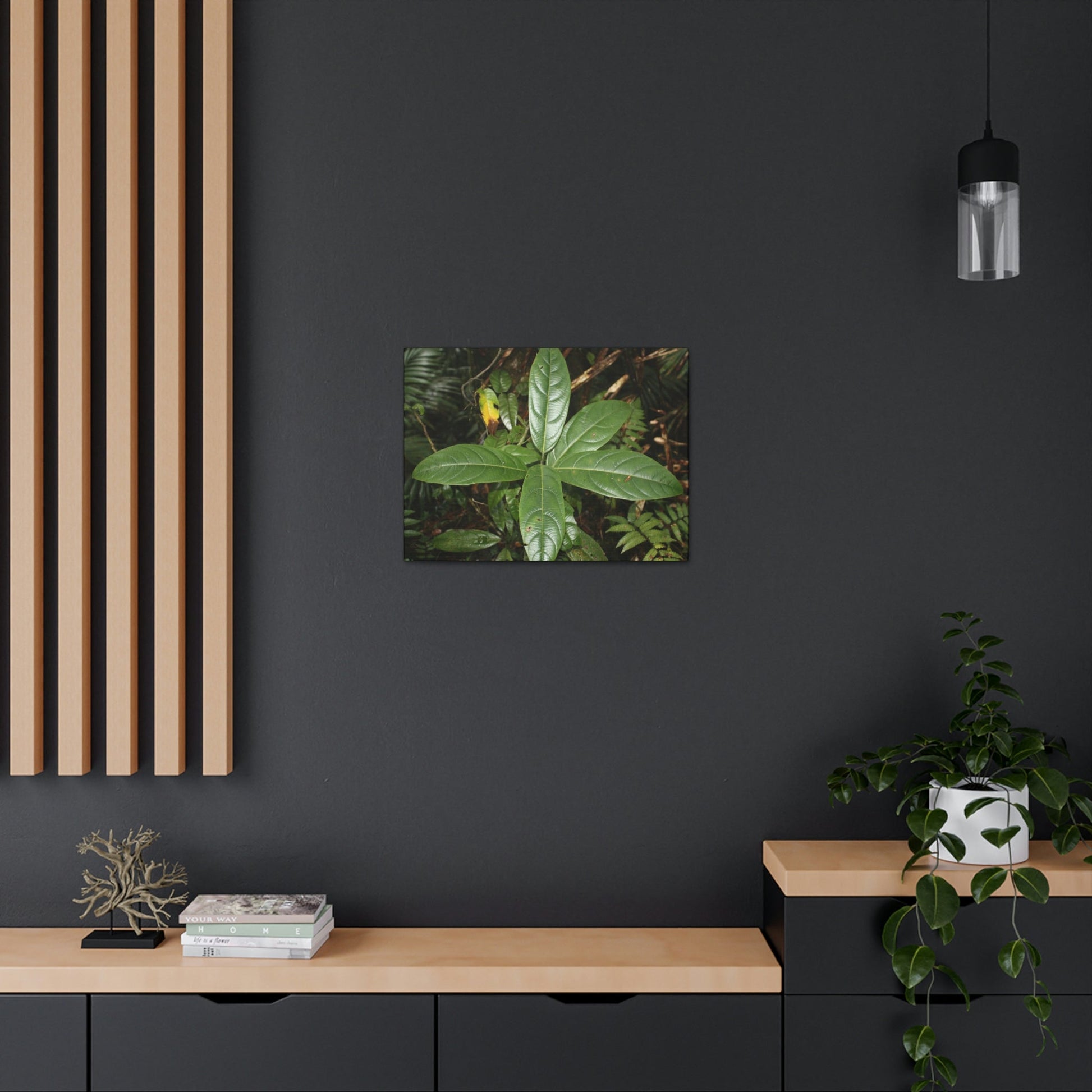 Canvas Gallery Wraps - Forest undergrowth in Tradewinds trail before Maria - when the canopy shaded the ground - 2013 - old pal region - Green Forest Home