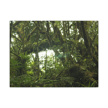 Canvas Gallery Wraps - Forest undergrowth in Tradewinds trail before Maria - when the canopy shaded the ground - 2013 - old pal region - Green Forest Home