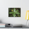 Canvas Gallery Wraps - Forest undergrowth in Tradewinds trail before Maria - when the canopy shaded the ground - 2013 - old pal region - Green Forest Home