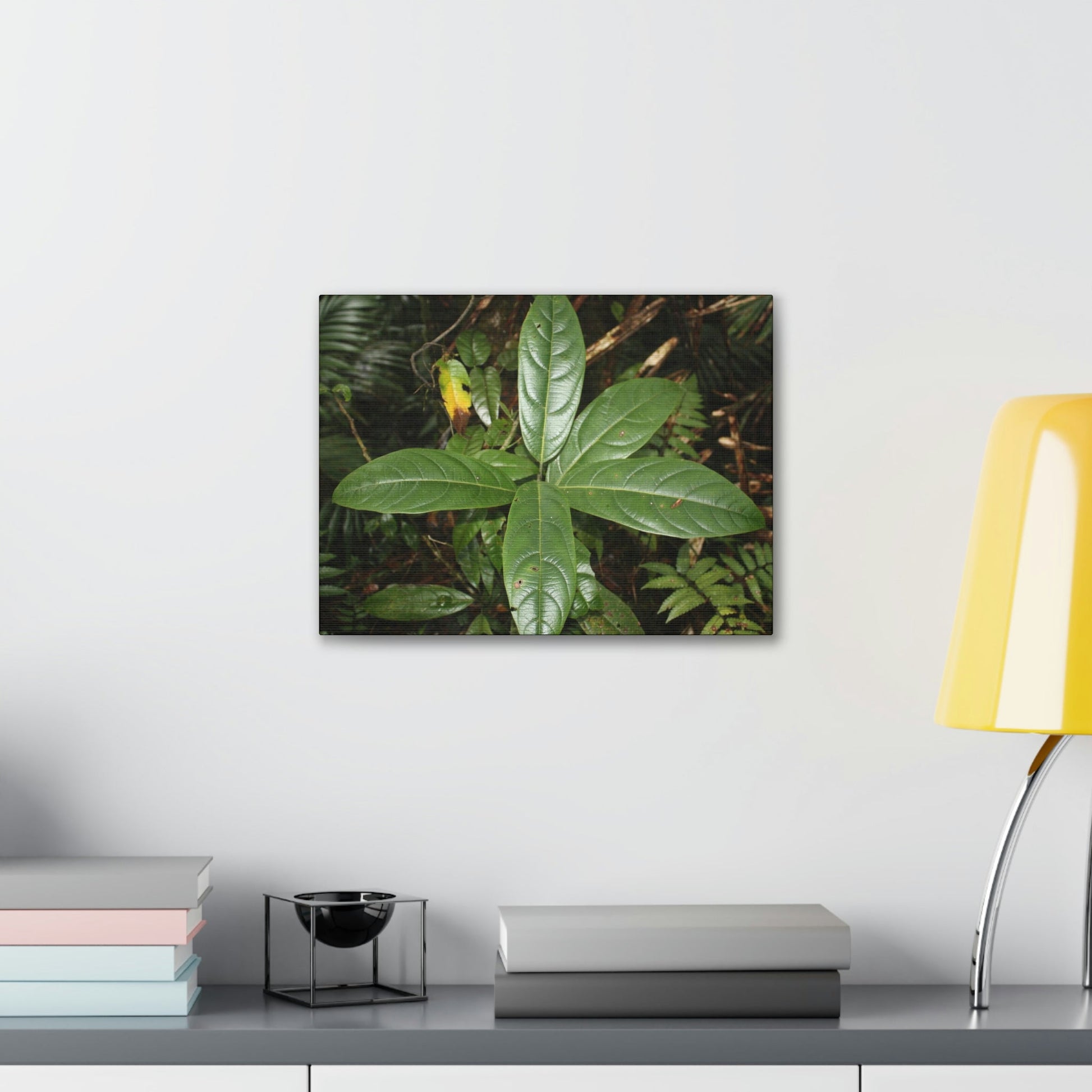 Canvas Gallery Wraps - Forest undergrowth in Tradewinds trail before Maria - when the canopy shaded the ground - 2013 - old pal region - Green Forest Home