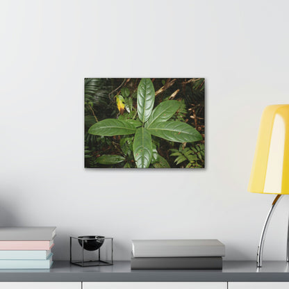 Canvas Gallery Wraps - Forest undergrowth in Tradewinds trail before Maria - when the canopy shaded the ground - 2013 - old pal region - Green Forest Home