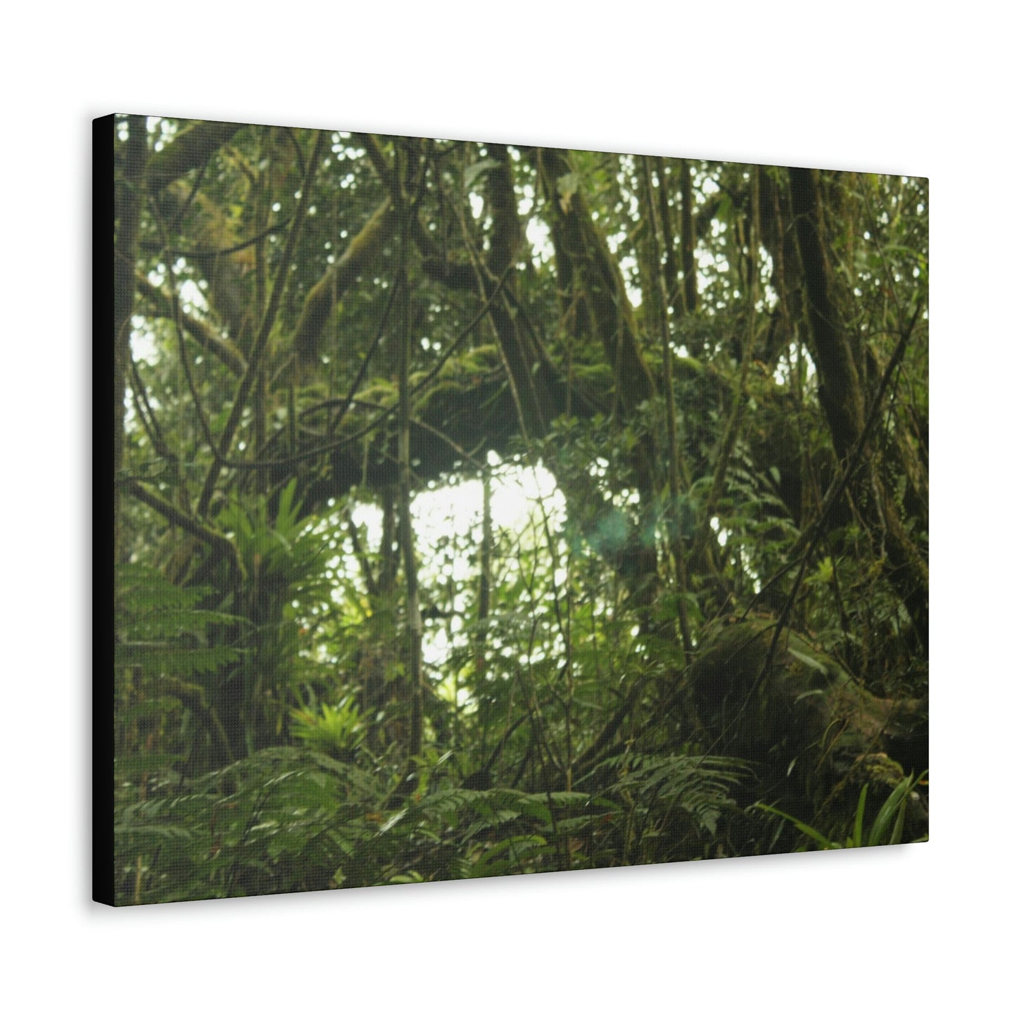 Canvas Gallery Wraps - Forest undergrowth in Tradewinds trail before Maria - when the canopy shaded the ground - 2013 - old pal region - Green Forest Home