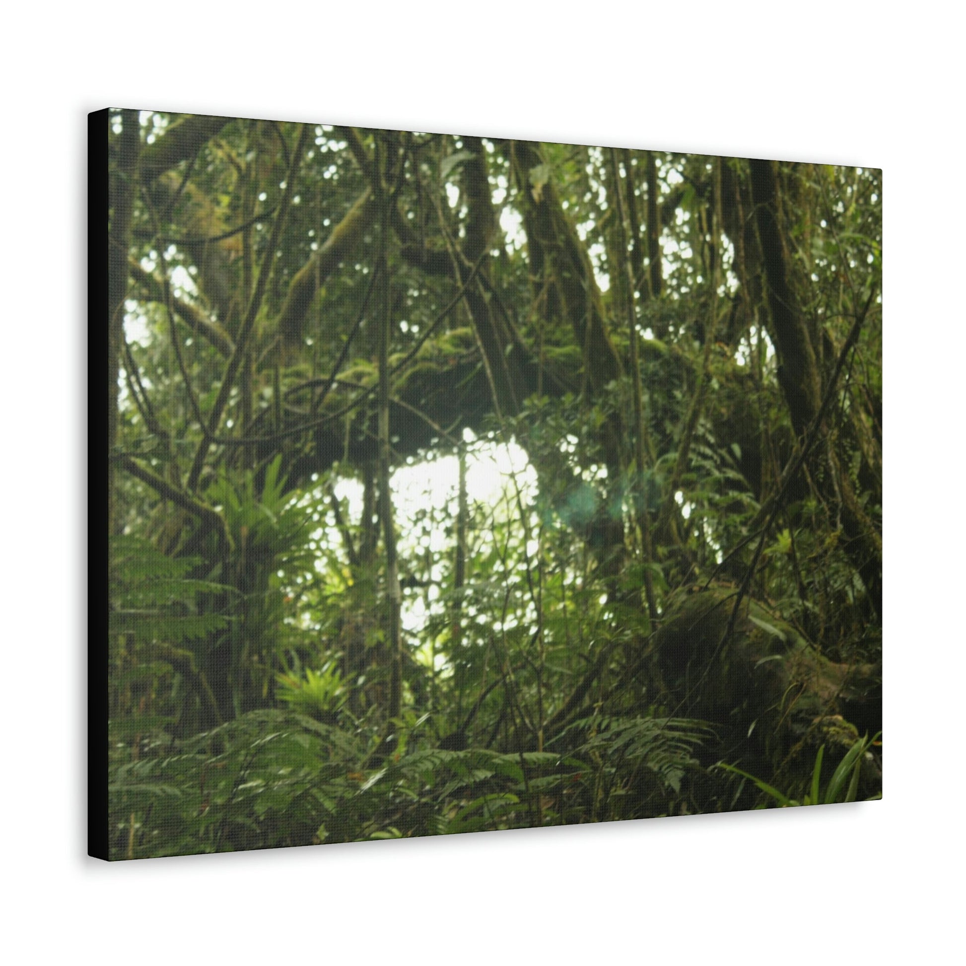 Canvas Gallery Wraps - Forest undergrowth in Tradewinds trail before Maria - when the canopy shaded the ground - 2013 - old pal region - Green Forest Home