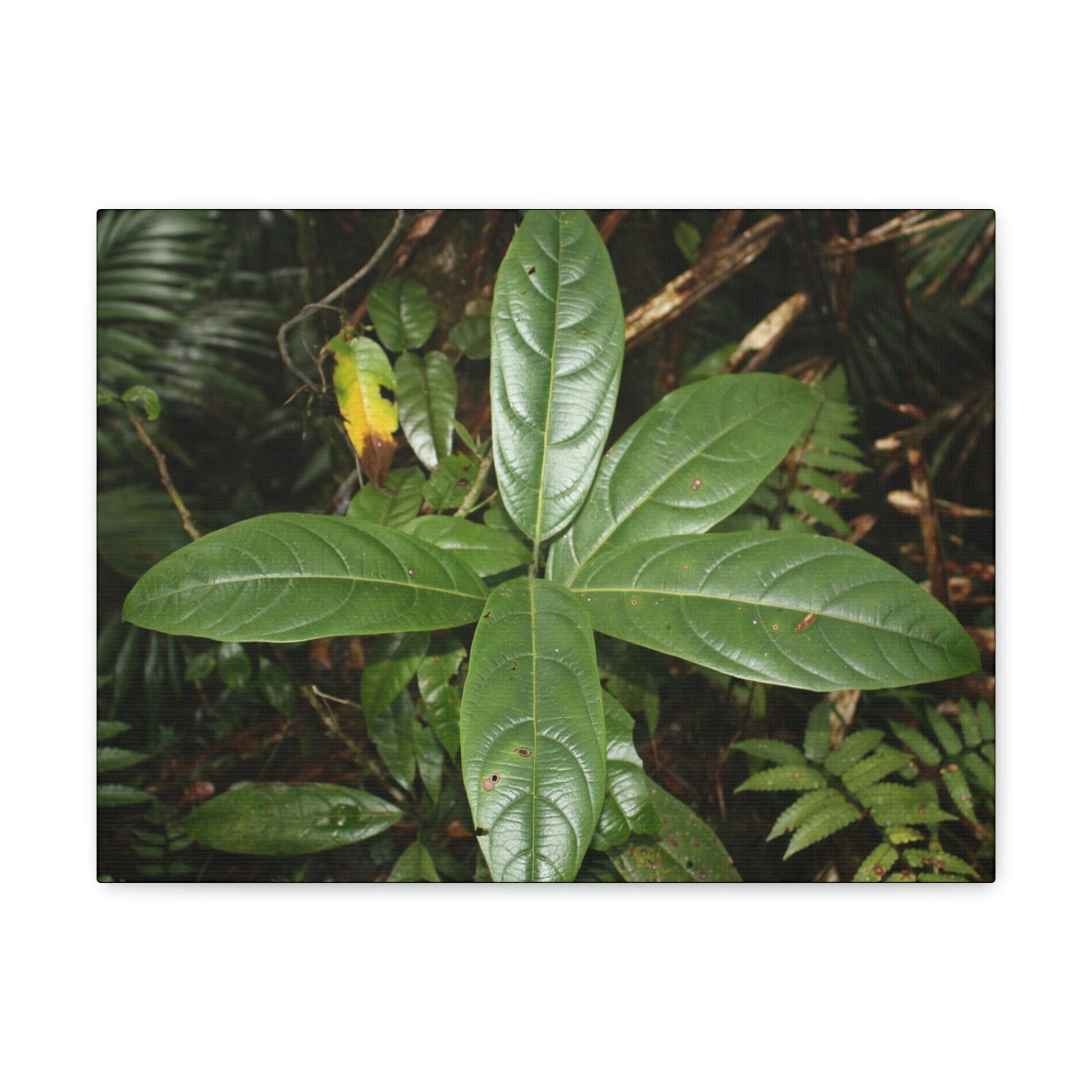 Canvas Gallery Wraps - Forest undergrowth in Tradewinds trail before Maria - when the canopy shaded the ground - 2013 - old pal region - Green Forest Home