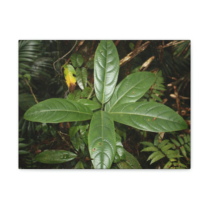 Canvas Gallery Wraps - Forest undergrowth in Tradewinds trail before Maria - when the canopy shaded the ground - 2013 - old pal region - Green Forest Home