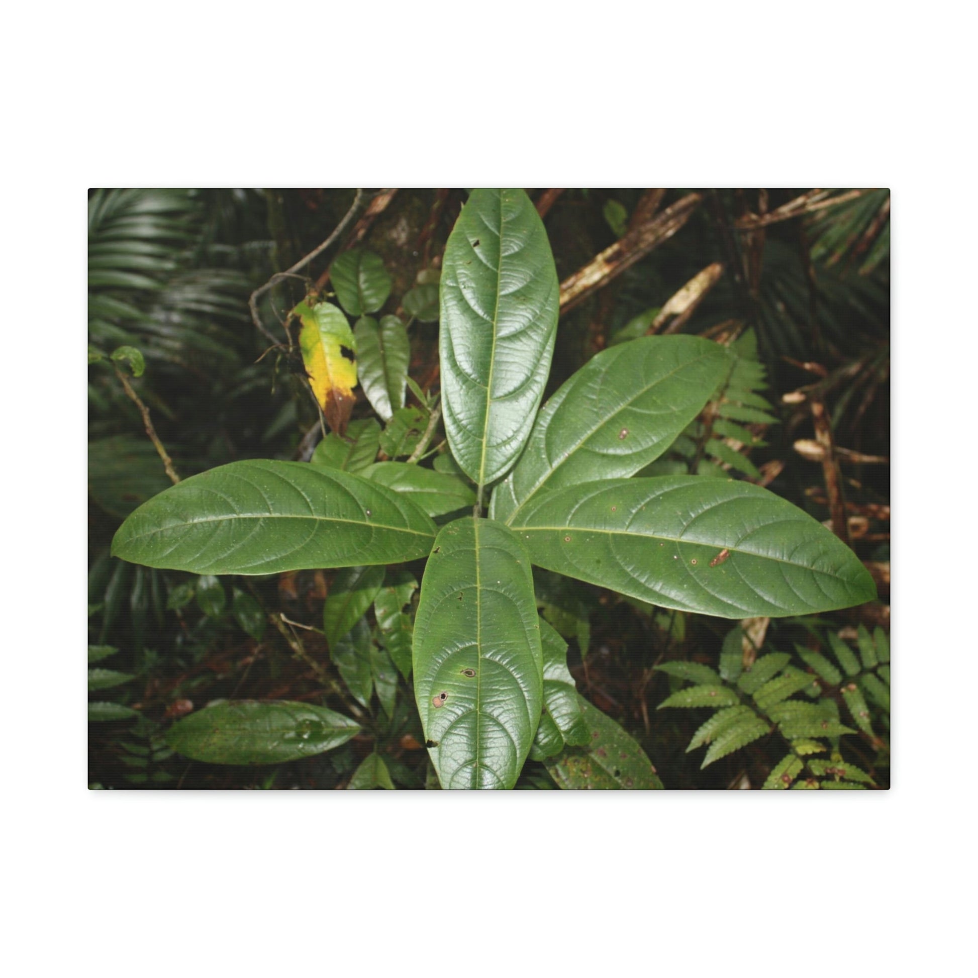 Canvas Gallery Wraps - Forest undergrowth in Tradewinds trail before Maria - when the canopy shaded the ground - 2013 - old pal region - Green Forest Home