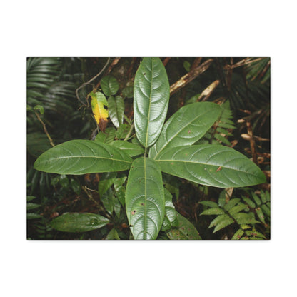 Canvas Gallery Wraps - Forest undergrowth in Tradewinds trail before Maria - when the canopy shaded the ground - 2013 - old pal region - Green Forest Home