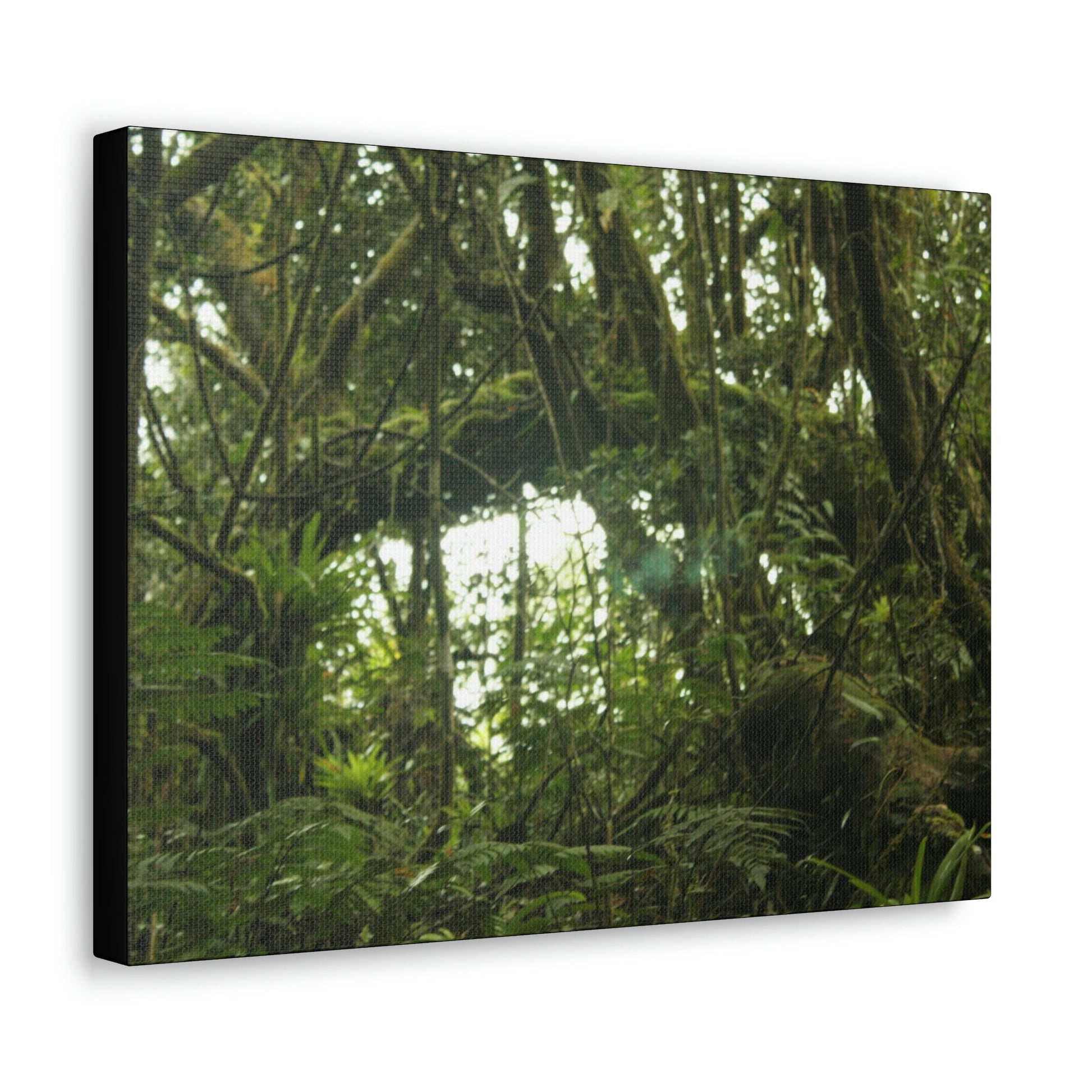 Canvas Gallery Wraps - Forest undergrowth in Tradewinds trail before Maria - when the canopy shaded the ground - 2013 - old pal region - Green Forest Home