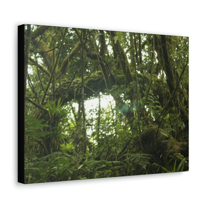 Canvas Gallery Wraps - Forest undergrowth in Tradewinds trail before Maria - when the canopy shaded the ground - 2013 - old pal region - Green Forest Home