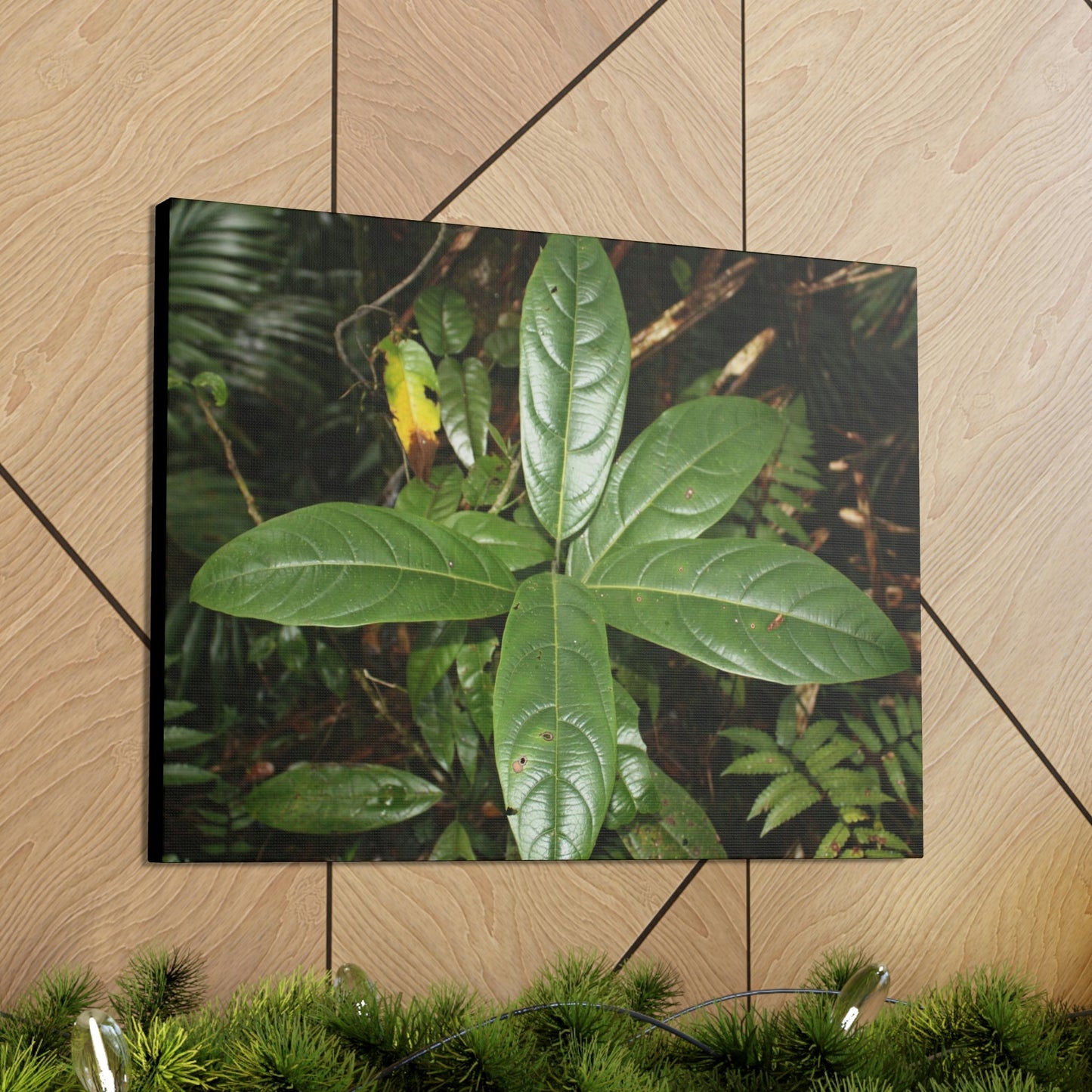 Canvas Gallery Wraps - Forest undergrowth in Tradewinds trail before Maria - when the canopy shaded the ground - 2013 - old pal region - Green Forest Home