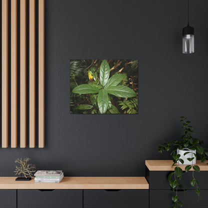 Canvas Gallery Wraps - Forest undergrowth in Tradewinds trail before Maria - when the canopy shaded the ground - 2013 - old pal region - Green Forest Home