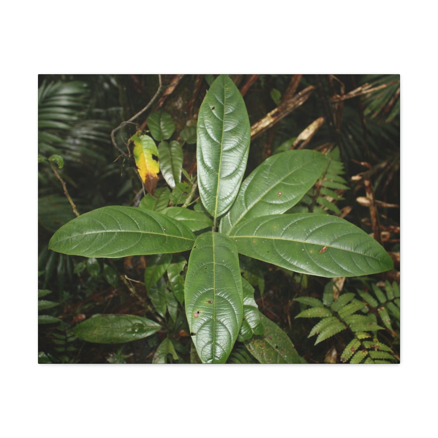 Canvas Gallery Wraps - Forest undergrowth in Tradewinds trail before Maria - when the canopy shaded the ground - 2013 - old pal region - Green Forest Home