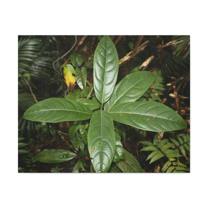 Canvas Gallery Wraps - Forest undergrowth in Tradewinds trail before Maria - when the canopy shaded the ground - 2013 - old pal region - Green Forest Home