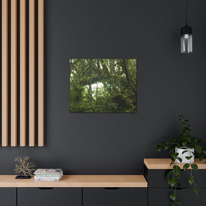 Canvas Gallery Wraps - Forest undergrowth in Tradewinds trail before Maria - when the canopy shaded the ground - 2013 - old pal region - Green Forest Home
