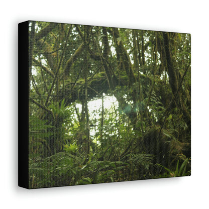 Canvas Gallery Wraps - Forest undergrowth in Tradewinds trail before Maria - when the canopy shaded the ground - 2013 - old pal region - Green Forest Home