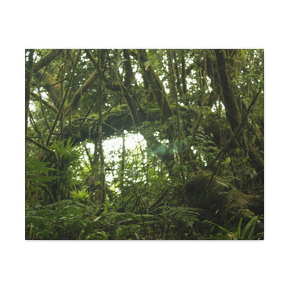 Canvas Gallery Wraps - Forest undergrowth in Tradewinds trail before Maria - when the canopy shaded the ground - 2013 - old pal region - Green Forest Home