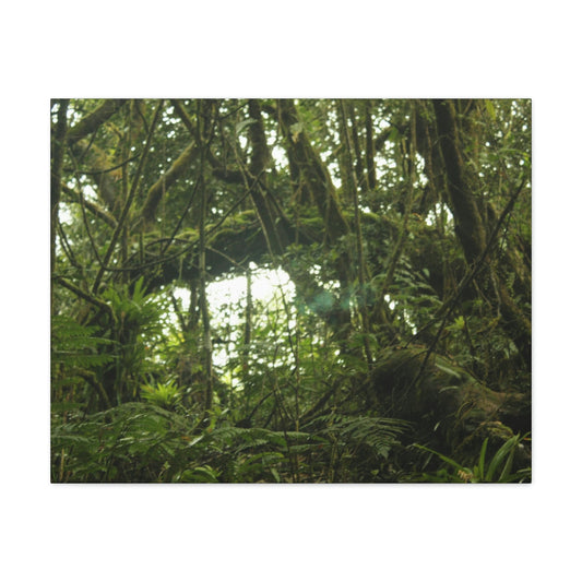 Canvas Gallery Wraps - Forest undergrowth in Tradewinds trail before Maria - when the canopy shaded the ground - 2013 - old pal region - Green Forest Home