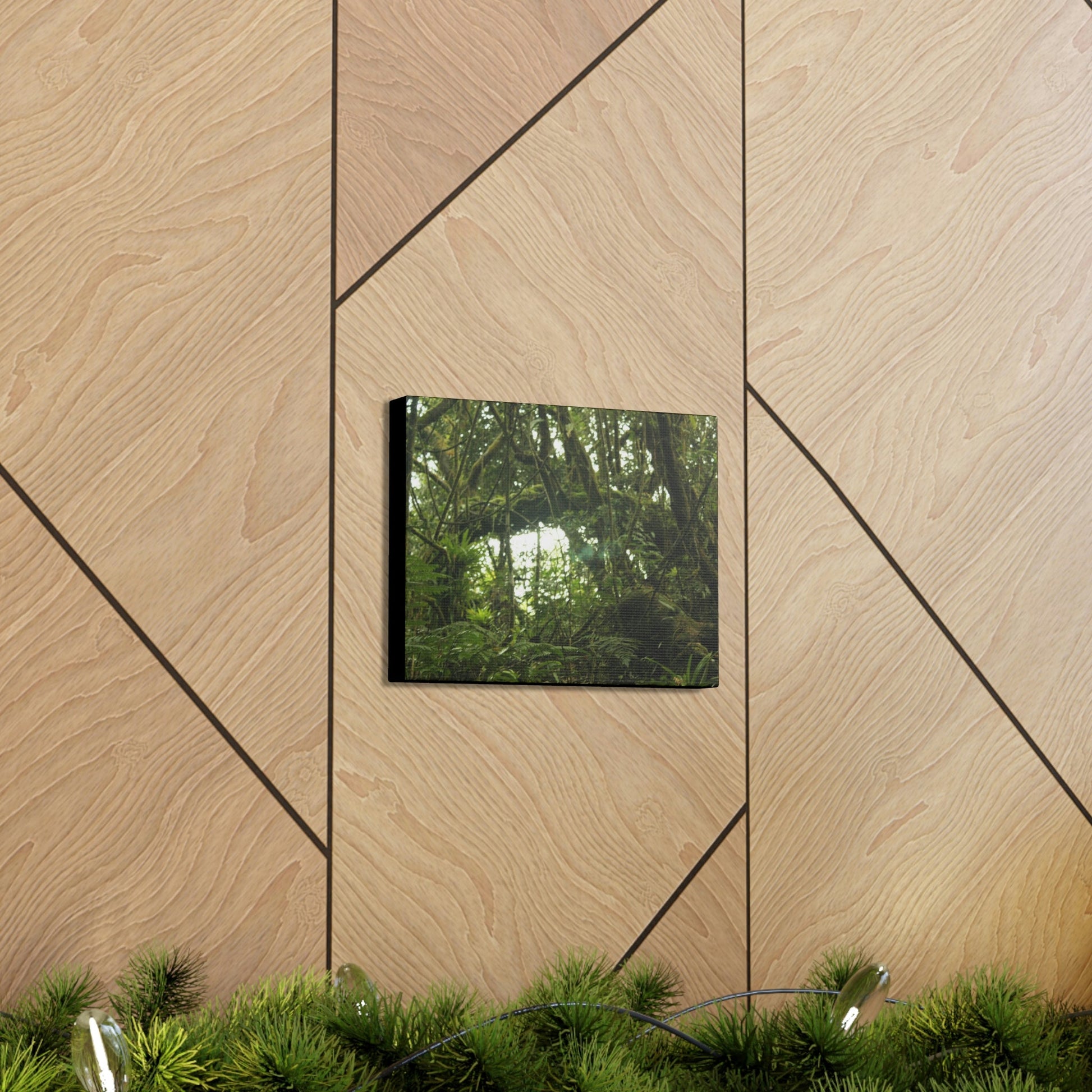 Canvas Gallery Wraps - Forest undergrowth in Tradewinds trail before Maria - when the canopy shaded the ground - 2013 - old pal region - Green Forest Home