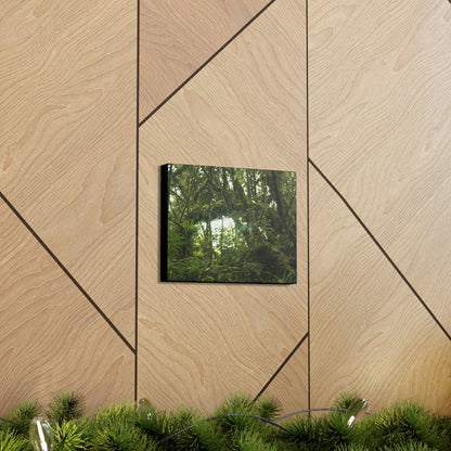 Canvas Gallery Wraps - Forest undergrowth in Tradewinds trail before Maria - when the canopy shaded the ground - 2013 - old pal region - Green Forest Home
