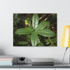 Canvas Gallery Wraps - Forest undergrowth in Tradewinds trail before Maria - when the canopy shaded the ground - 2013 - old pal region - Green Forest Home