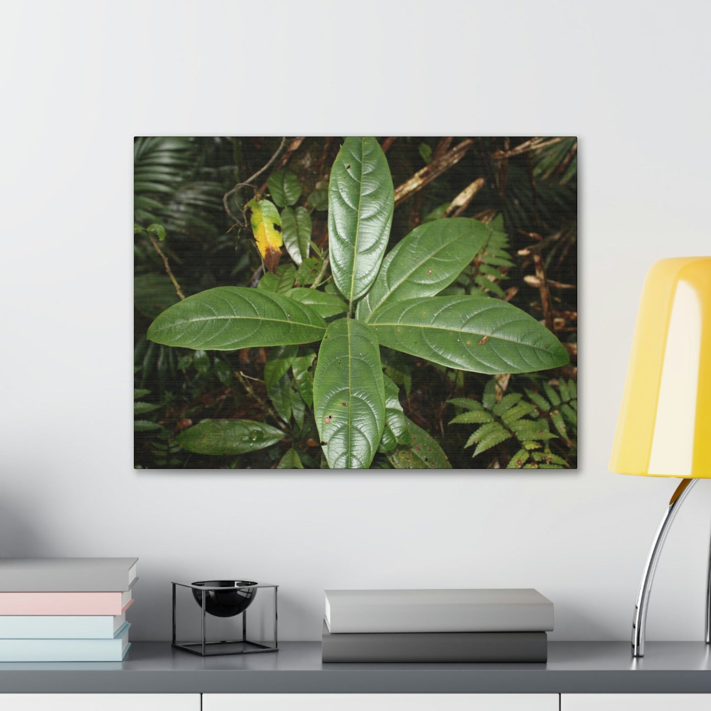 Canvas Gallery Wraps - Forest undergrowth in Tradewinds trail before Maria - when the canopy shaded the ground - 2013 - old pal region - Green Forest Home