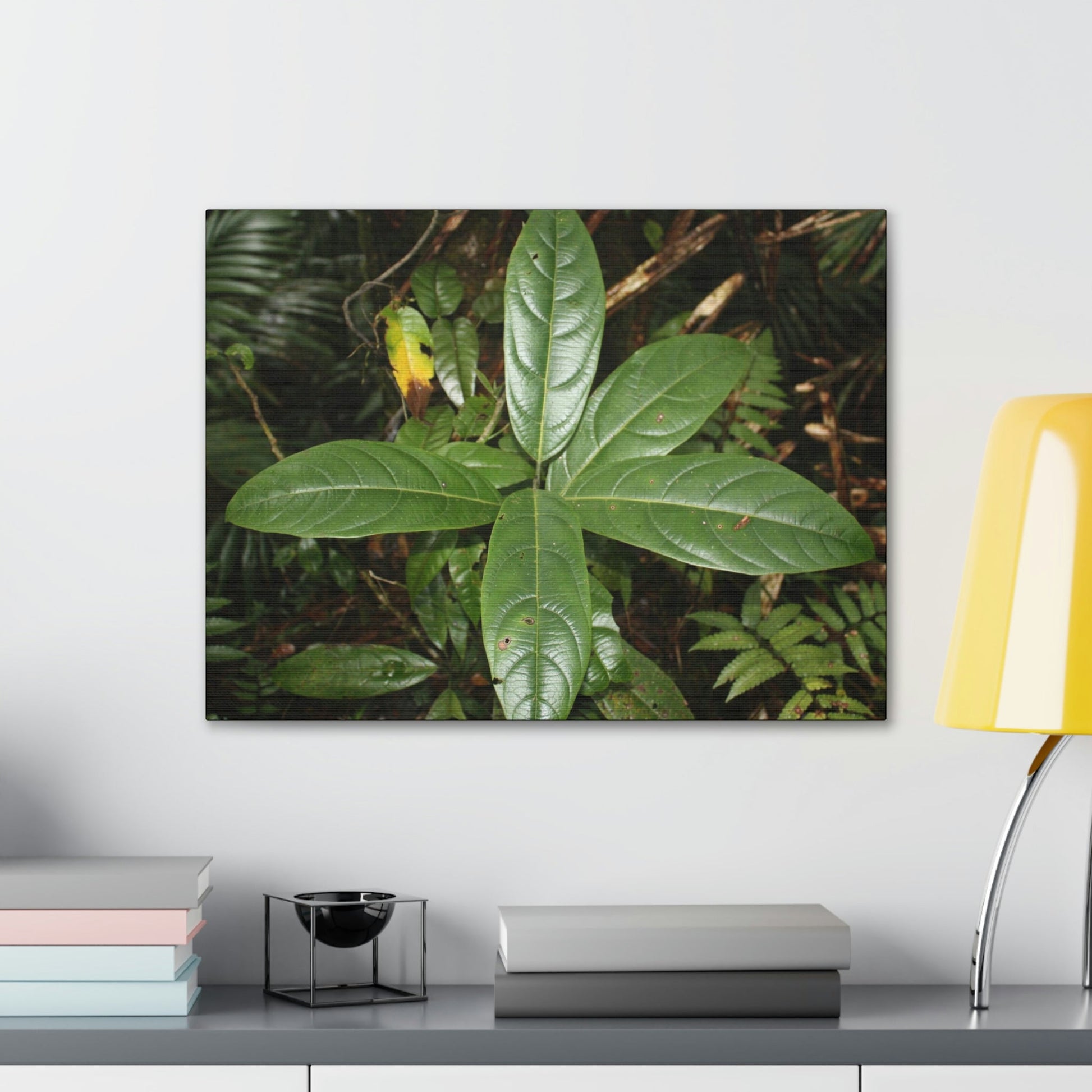 Canvas Gallery Wraps - Forest undergrowth in Tradewinds trail before Maria - when the canopy shaded the ground - 2013 - old pal region - Green Forest Home