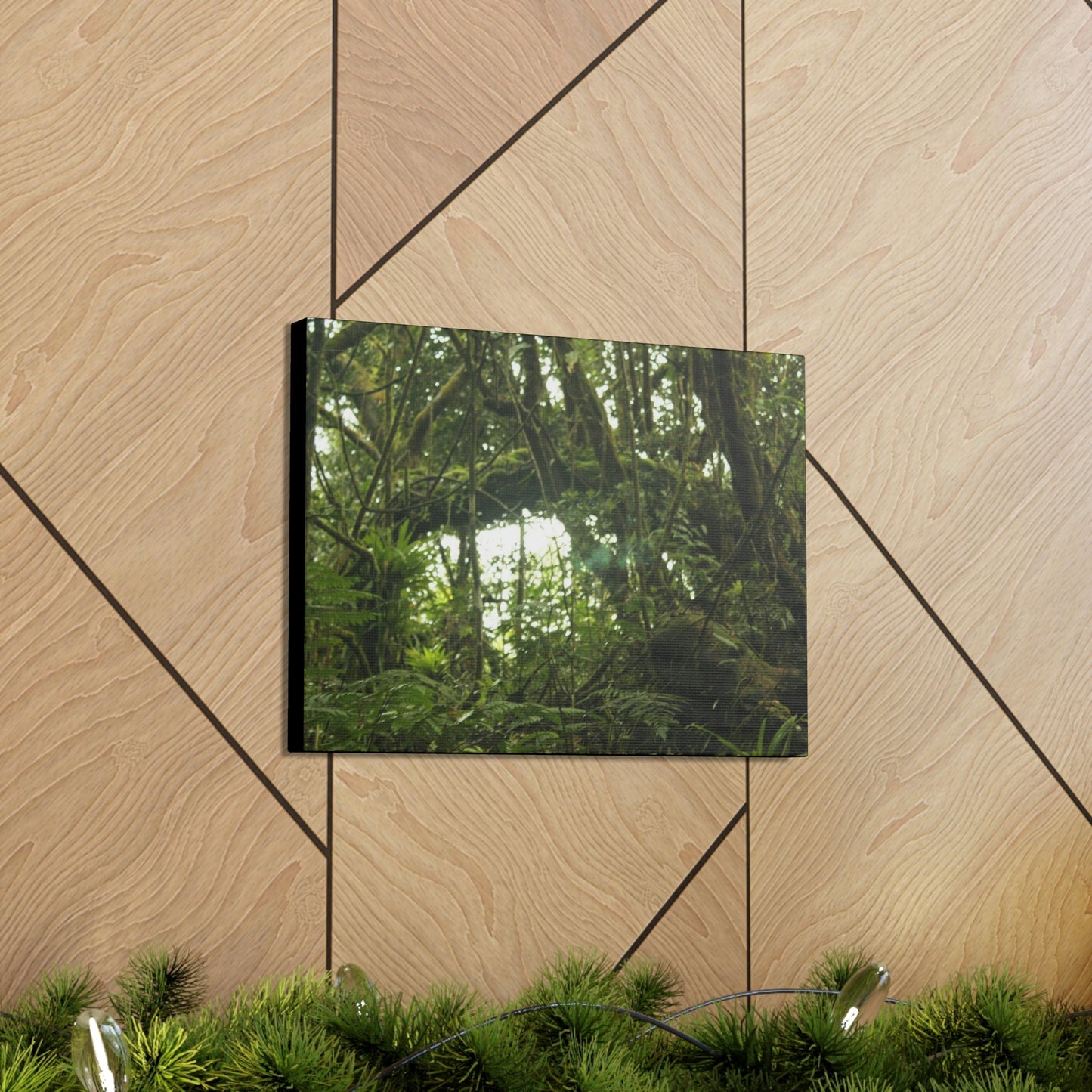Canvas Gallery Wraps - Forest undergrowth in Tradewinds trail before Maria - when the canopy shaded the ground - 2013 - old pal region - Green Forest Home