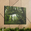 Canvas Gallery Wraps - Forest undergrowth in Tradewinds trail before Maria - when the canopy shaded the ground - 2013 - old pal region - Green Forest Home