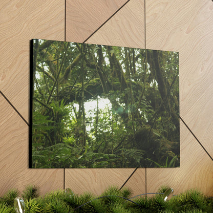Canvas Gallery Wraps - Forest undergrowth in Tradewinds trail before Maria - when the canopy shaded the ground - 2013 - old pal region - Green Forest Home