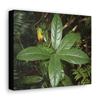 Canvas Gallery Wraps - Forest undergrowth in Tradewinds trail before Maria - when the canopy shaded the ground - 2013 - old pal region - Green Forest Home