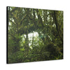 Canvas Gallery Wraps - Forest undergrowth in Tradewinds trail before Maria - when the canopy shaded the ground - 2013 - old pal region - Green Forest Home