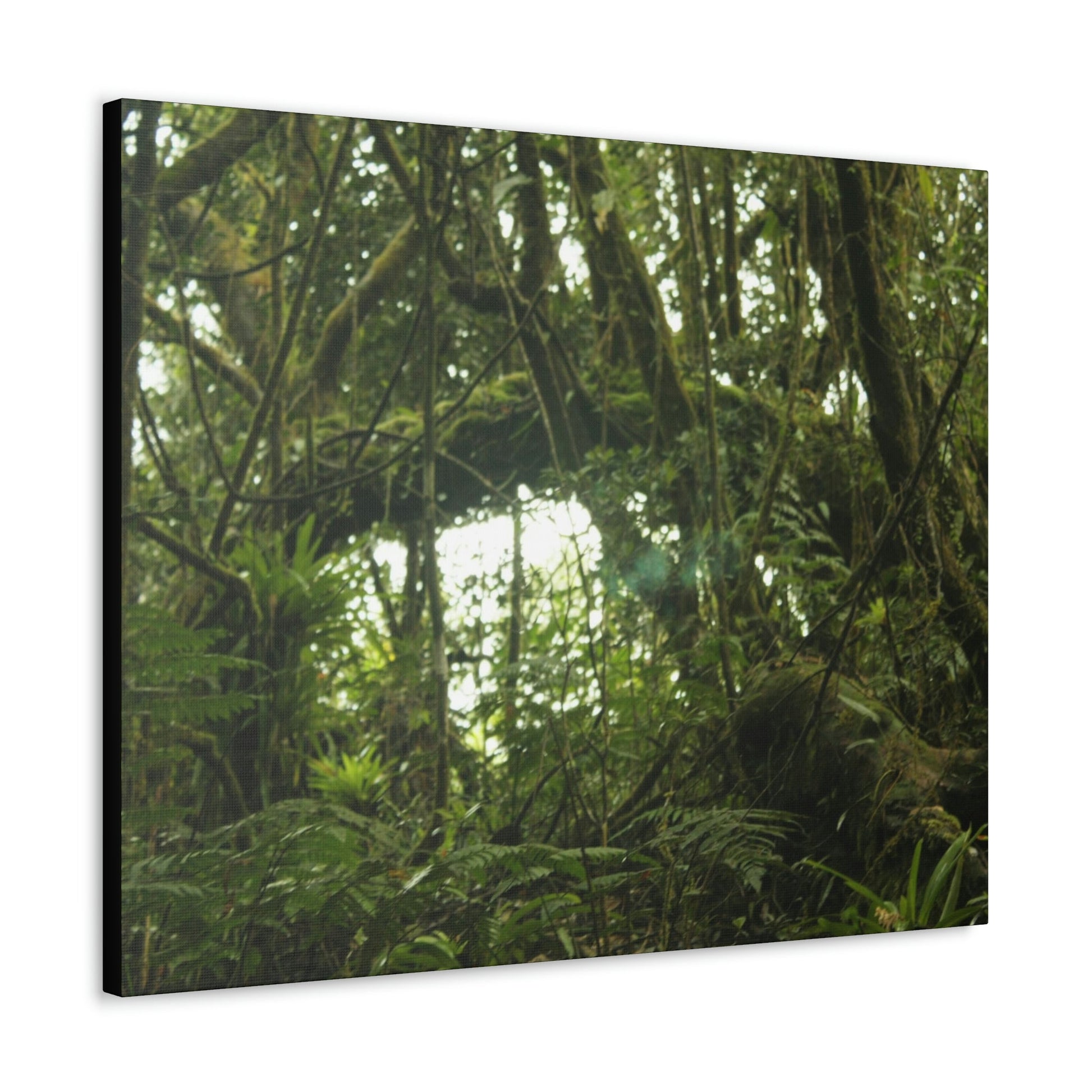 Canvas Gallery Wraps - Forest undergrowth in Tradewinds trail before Maria - when the canopy shaded the ground - 2013 - old pal region - Green Forest Home
