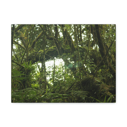 Canvas Gallery Wraps - Forest undergrowth in Tradewinds trail before Maria - when the canopy shaded the ground - 2013 - old pal region - Green Forest Home
