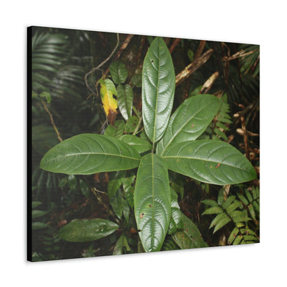 Canvas Gallery Wraps - Forest undergrowth in Tradewinds trail before Maria - when the canopy shaded the ground - 2013 - old pal region - Green Forest Home