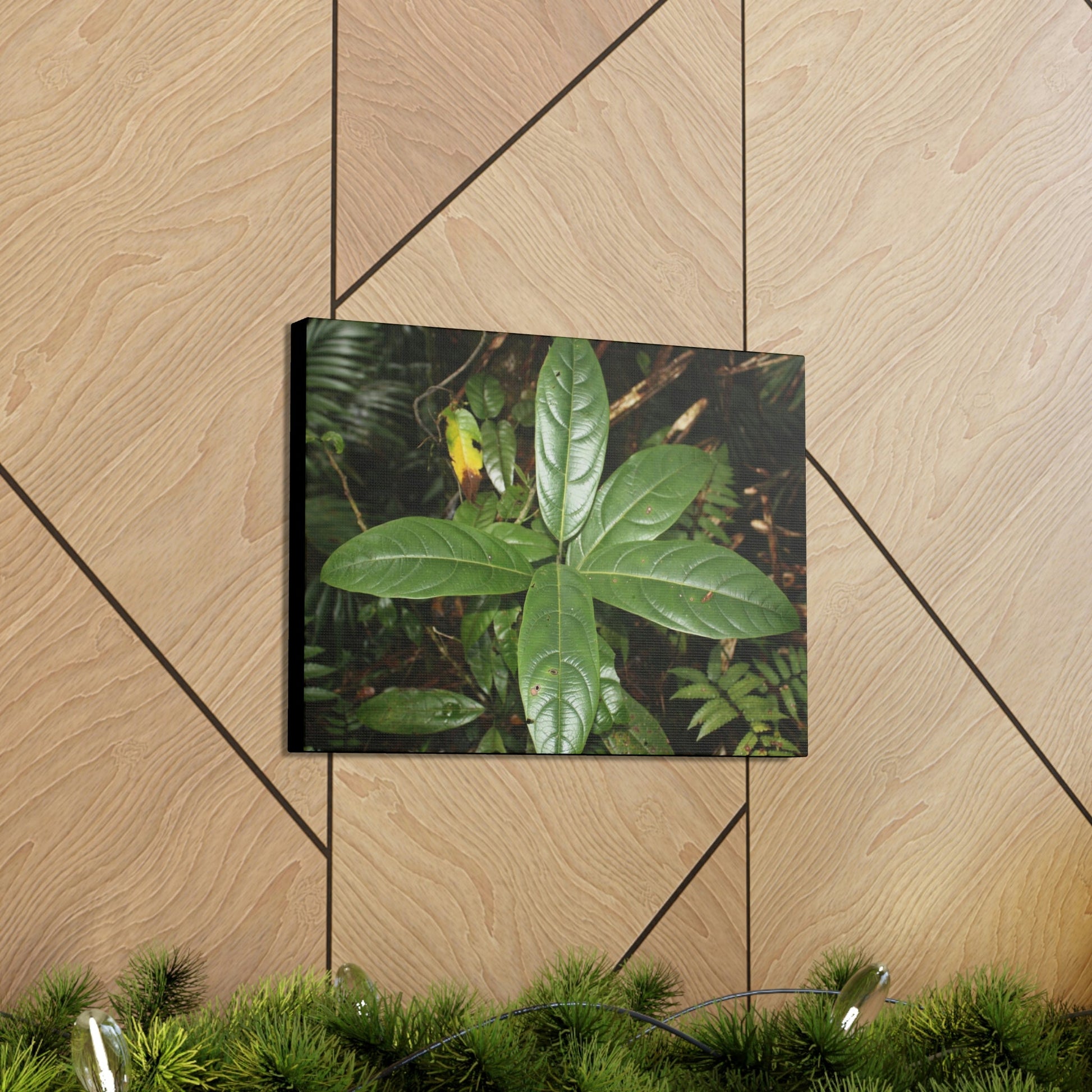 Canvas Gallery Wraps - Forest undergrowth in Tradewinds trail before Maria - when the canopy shaded the ground - 2013 - old pal region - Green Forest Home